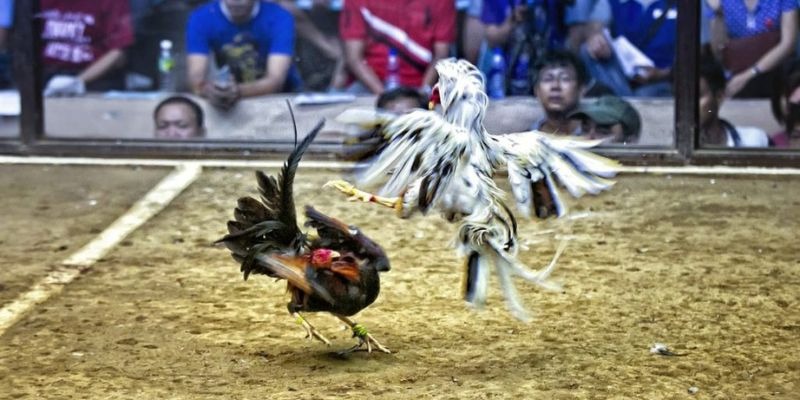 79win qq88 bắn cá