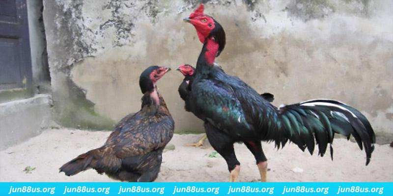 79win casino hồ tràm có cho người việt vào không